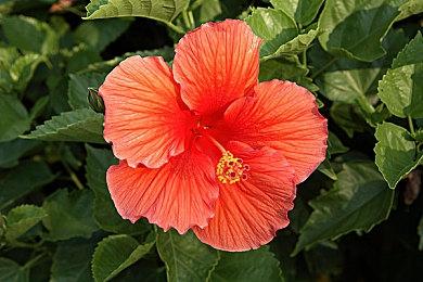 《真知之岛》官方删除在线合作游戏标签 称共享世界出现问题